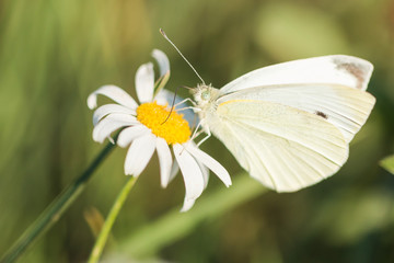 Obraz premium Closeup of a cabbage white butterfly feeding on nectar on a flower