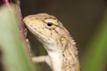 Oriental garden lizard (Calotes versicolor juvenile)