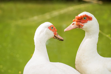 Duck near the pond morning.