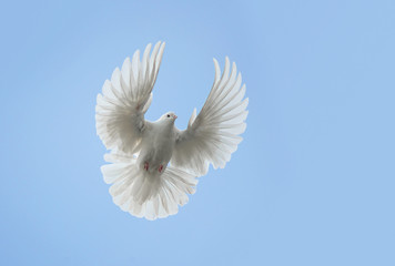 White dove flying