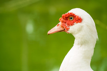 Duck near the pond green in the morning.