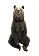 Big brown bear isolated on white background, predator