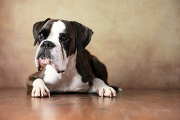 liegender Deutscher Boxer im Studio