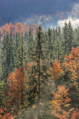 Coniferous and deciduous mountain forest in autumn colors