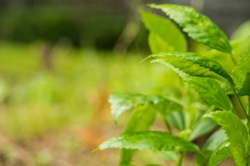 Green leaves in the evening in the park.