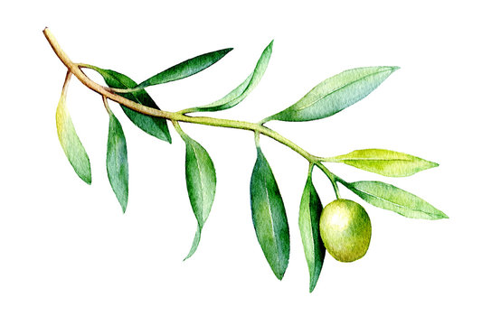 Watercolor illustration of olive branch isolated on white background.