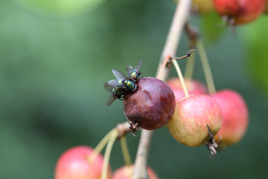 Fly usurped source of Apple juice