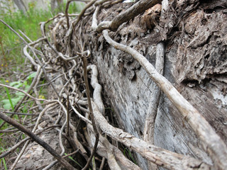 Trunk of an old tree, twisted vines, lying on the ground, together concept