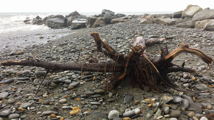 A large dark tree with roots, spider-like, lying on a stony beach