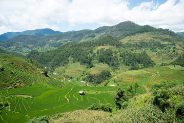 Fototapeta na wymiar Agriculture Green Rice fields and rice terraced on mountain at SAPA, Lao Cai, Mu Cang Chai, Vietnam. The most of area is rice terraced. nature and landscape rice fields