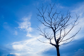 Fototapeta na wymiar Dead tree on evening sky.