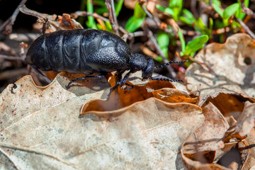 poisonous beetle hiding in a leaf