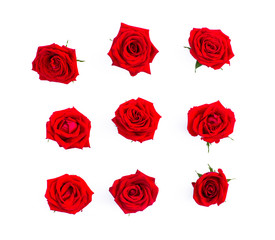 Fototapeta premium Buds of red roses on a white background