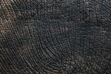 elephant skin texture black and white or background.