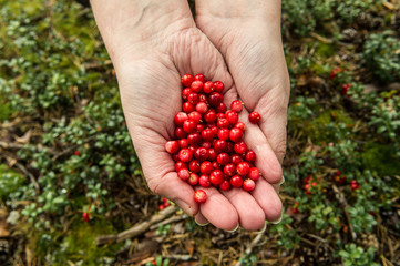 handful of red berries