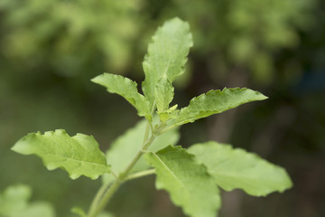 Sweet Basil, herbal and spice for food ingredient in the garden