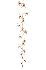 Beautiful branch yellow orchid isolated on white background