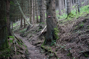 Obraz premium Hiking trail in forest