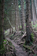 Obraz premium Hiking trail