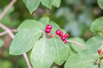 red-berries in the forest