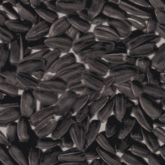 seed  sunflower seamless pattern