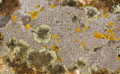 Bright and dark lichen. /light and dark lichen on the stone. close-up, macro.