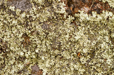 Bright and dark lichen. /light and dark lichen on the stone. close-up, macro.