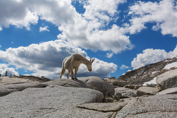Mountain goat