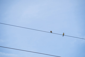 Two birds on a wire holder.