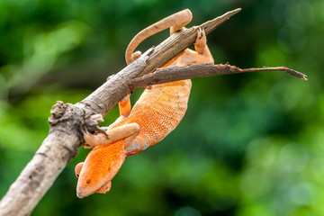 Caméléon Panthère  Caméléon Panthère femelle à l'île de la Réunion © jeanmi974