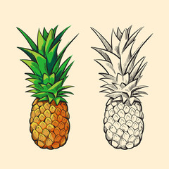 Outline pineapple and color cartoon vector illustration