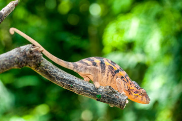 Caméléon Panthère
Caméléon Panthère femelle à l'île de la Réunion