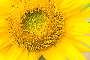 Yellow sunflowers in the near term.