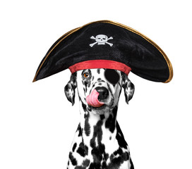 dalmatian dog in a pirate costume