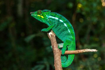 Caméléon Panthère  Caméléon Panthère mâle à l'île de la Réunion © jeanmi974