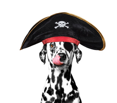 Dalmatian Dog In A Pirate Costume