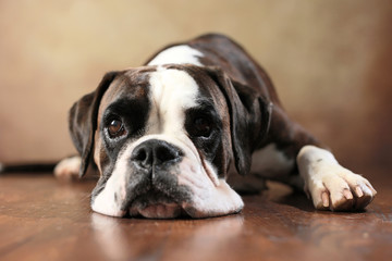Fototapeta premium liegender Deutscher Boxer im Studio