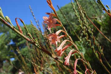 Bugle Lily (Watsonia hybride) orange flowers.
