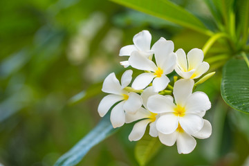 Obraz na płótnie Canvas plumeria flowers, beautiful white flower plant in Thailand.