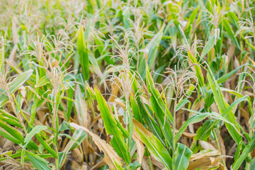 dry corn flower, corn field rural agriculture in Lampang, Thailand.