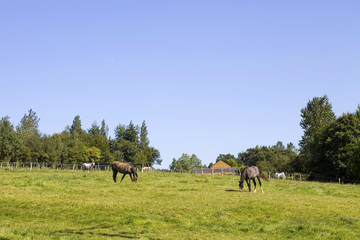 Plakat horses