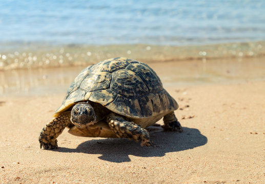 Turtle on the sandy beach.
