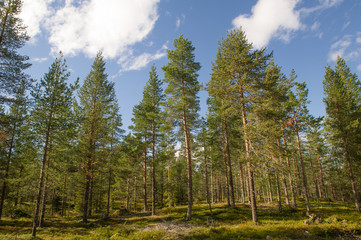 scenic pine forest © olivercesarritz