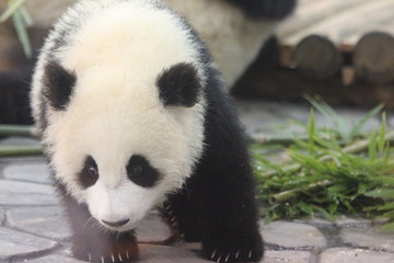 Fototapeta premium Panda