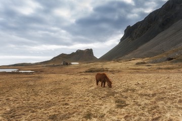 Brown horse closeup