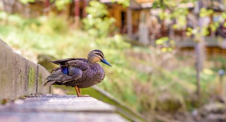 A single duck up close, at Fairfield Boathouse in Victoria, Australia. Side profile