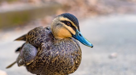 A single duck up close looking right, at Fairfield Boathouse in Victoria, Australia. 