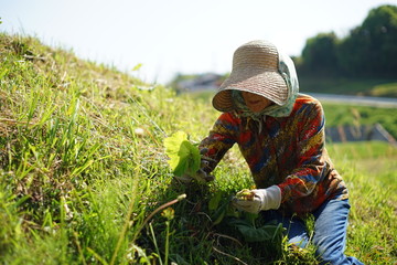 Naklejka na ściany i meble Japanese old person doing agricultural work in rural area