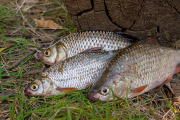 Several common roach fish on green grass. Catching freshwater fi