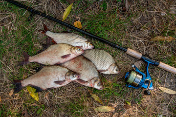Pile of the common bream fish, crucian fish or Carassius, roach